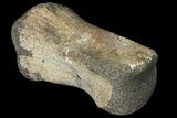 Fossil Hadrosaur Phalange - Alberta (Disposition #-) #134468-1